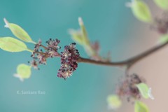 Holoptelea integrifolia